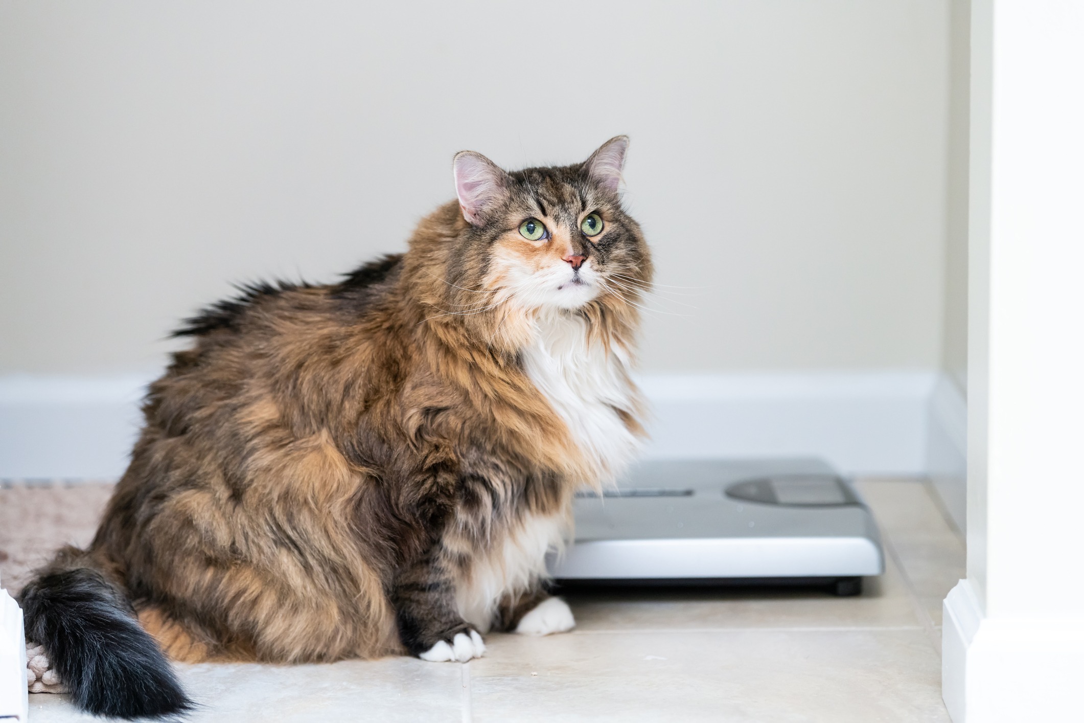 fat cat looking at weighing scale