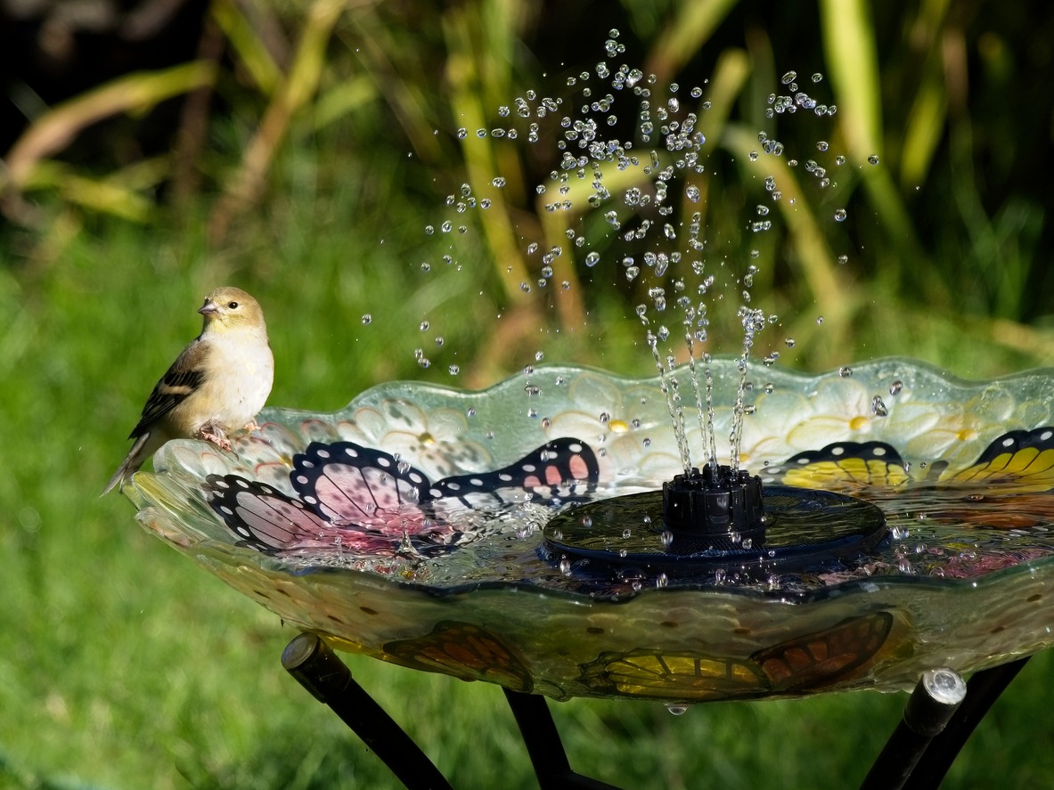 goldfinch in bird bath