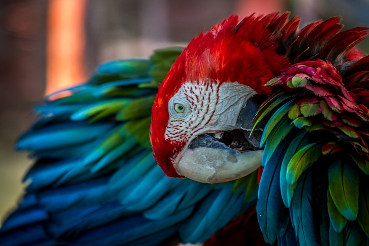 parrot ruffled feathers