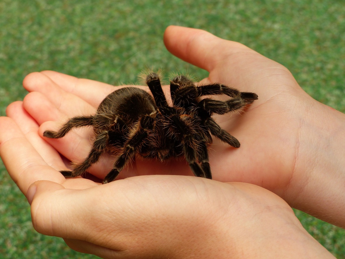 tarantula in human hands