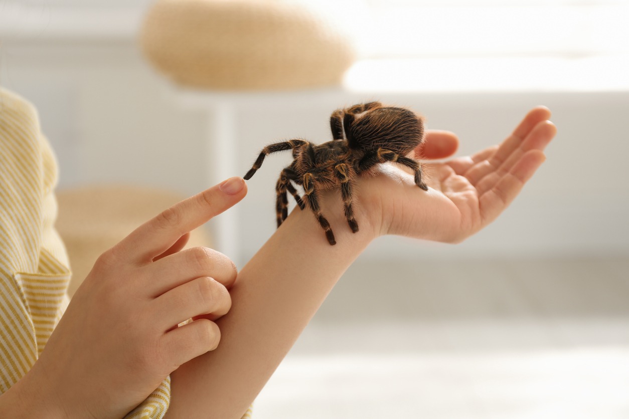 woman holding striped knee tarantula